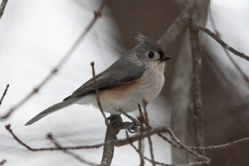 tufted titmouse on tree branch