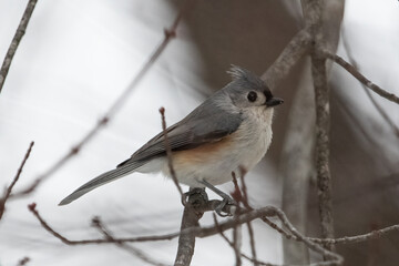 Obraz premium tufted titmouse on tree branch