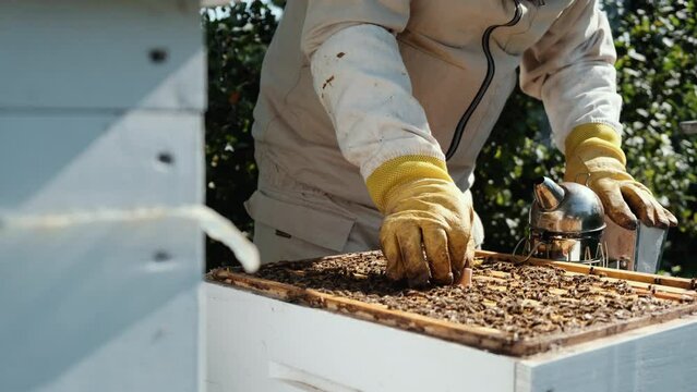 Varroa mite control. Varroa destructor. How to treat bees from varroa mite. The beekeeper treats the bees of the varroa mite. Diseases of bees and their treatment. Varroasis.