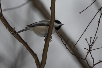 black-capped chickadee on tree branch