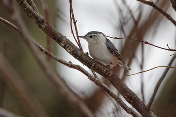 Fototapeta premium White-breasted nuthatch on tree branch