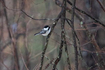 black-capped chickadee on tree branch