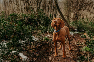 Hungarian Vizsla Hunting Dog on Walk in Forest