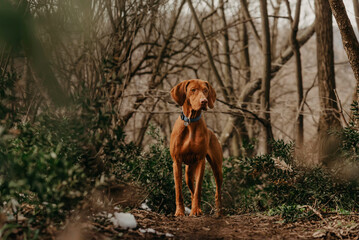 Hungarian Vizsla Pointer Dog in Spring Forest