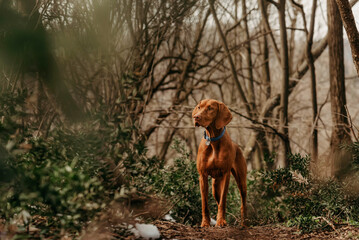 Hungarian Hunting Dog During Walk in Forest