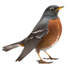 isolated American robin bird, macro, png, transparent background, spring, summer, vertical, horizontal, close up, Turdus migratorius, Generative AI