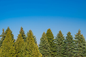 Fototapeta na wymiar 春の青空と木