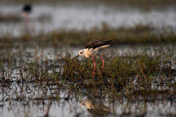 Pied stilt bird looking for food in the grass with use of selective focus 