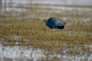 Grey headed swamp hen bird in its habitat. Close up, selective focus.