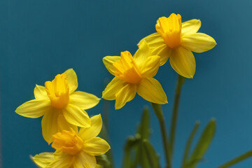 Fototapeta premium Yellow daffodils on a blue background. The concept of spring or love. Postcard. The dark key. Soft focus