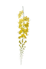 Yellow golden shower flower , cassia  fistula flower isolated on white background. - obrazy, fototapety, plakaty