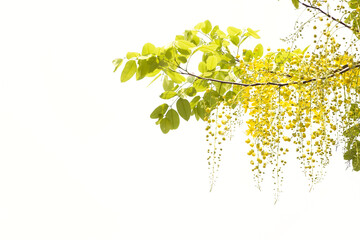 Yellow golden shower flower , cassia  fistula flower isolated on white background. - 579786679