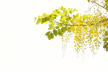 Yellow golden shower flower , cassia  fistula flower isolated on white background.