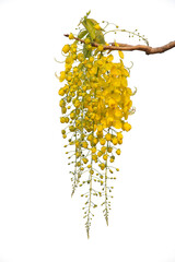 Yellow golden shower flower , cassia  fistula flower isolated on white background. - 579786689