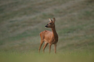 ein Reh steht auf einem Feld