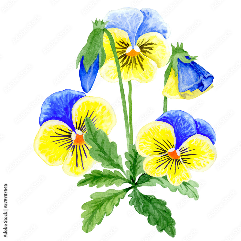 Wall mural Isolated object-85. Pansy flowers, blue and yellow colours, isolated on white background. Hand drawn watercolour illustration.