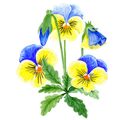 Isolated object-85. Pansy flowers, blue and yellow colours, isolated on white background. Hand drawn watercolour illustration.