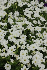 white flowers in the garden