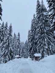 snow covered trees