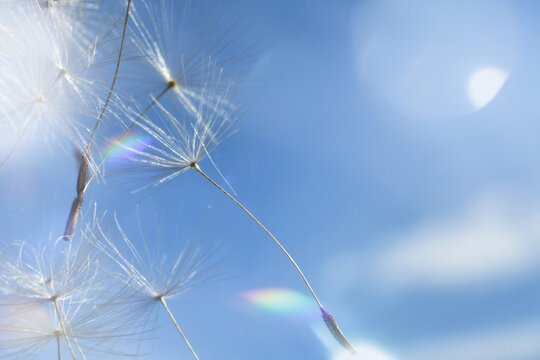 Dandelion seeds fluff blowing away on wind breeze against blue summer sky bright sunlight background