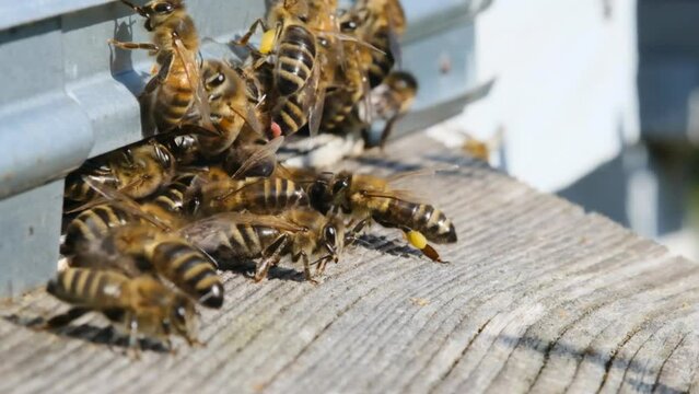The bees circle around the hive and put the freshly floral nectar and flower pollen inside the hive. Slow-motion video. Apiary.
