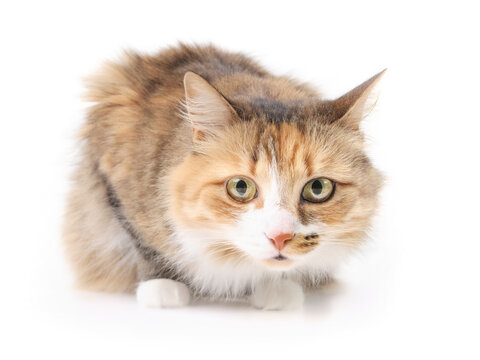 Fluffy cat crouching while looking at camera. Isolated calico cat sitting with legs tucked under body feeling feeling a bit unsafe, defensive, fearful or frightened. Selective focus. White background.