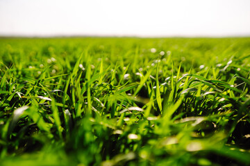 Organic green wheat growing in the field. Agriculture, gardening or ecology concept.
