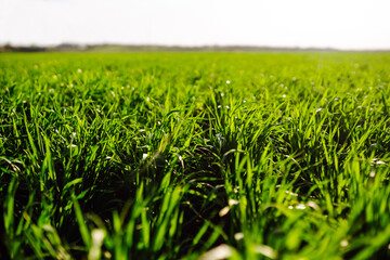Organic green wheat growing in the field. Agriculture, gardening or ecology concept.