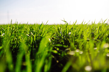Organic green wheat growing in the field. Agriculture, gardening or ecology concept.