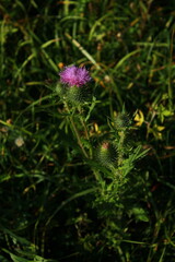 thistle blossoms in autumn 