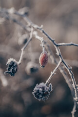 berries on snow