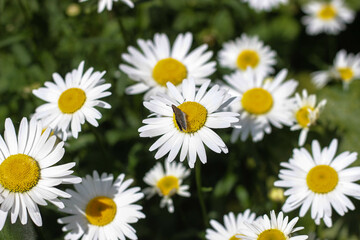 Obraz premium a meadow of white daisies lit by the sun, in the center of one daisy a butterfly sits