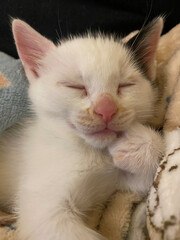 Adopted kitten Pax taking a nap after eating a lot and playing even more!
