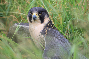 Portrait of a Peregrine Falcon in a meadow
