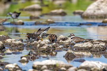 Wilson's snipe  (Gallinago delicata), Inhabitant of swamps, tundra and wet meadows in Canada and the northern United States