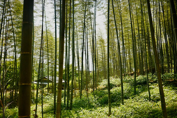 Arashiyama Bambuswald