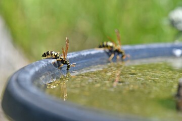 thirsty insects