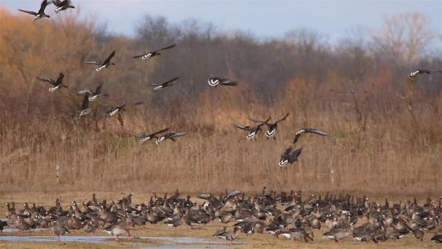 Flying White-fronted geese - Anser albifrons	
