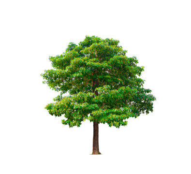 Big Canopy White cheesewood Tree isolated on transparent background (Alstonia scholaris, Devil tree, Blackboard tree), png file