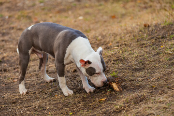 pit bull puppy is playing on the playground close-up