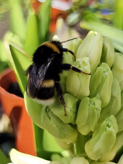 bee on a flower