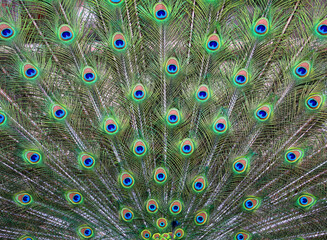 Naklejka premium Photos beautiful peacock feathers bright wonderful