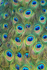 Obraz premium Photos beautiful peacock feathers bright wonderful