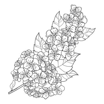 Branch of outline Spiraea or Meadowsweet flower and leaves in black isolated on white background.