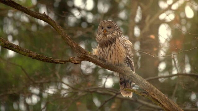 Ural owl strix uralensis perching on tree