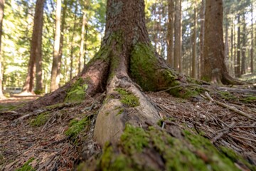 View of the undergrowth in the foreground