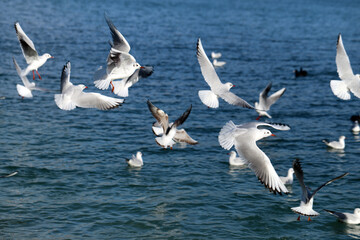 Photos of seagulls illuminated by the sun