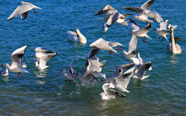 Photos of seagulls illuminated by the sun