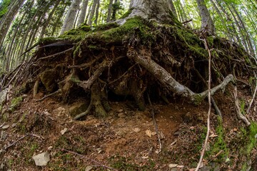View of the undergrowth in the foreground