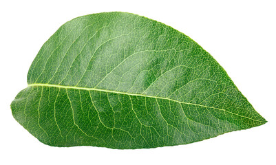 Green pear leaf isolated on transparent background